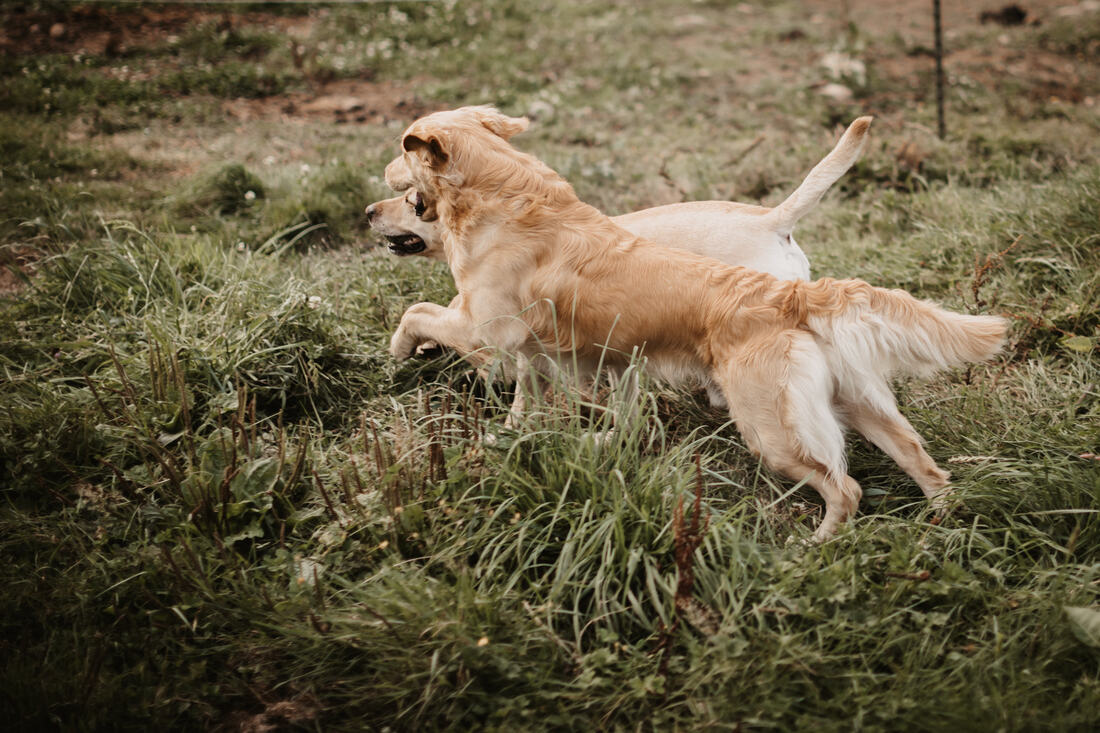 dogs on the farm running