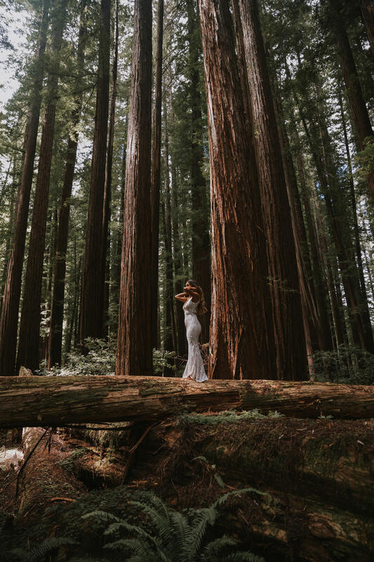 redwoods coastal bride photos